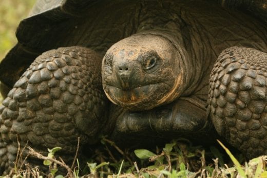 galapagos tortoise © dan ilves