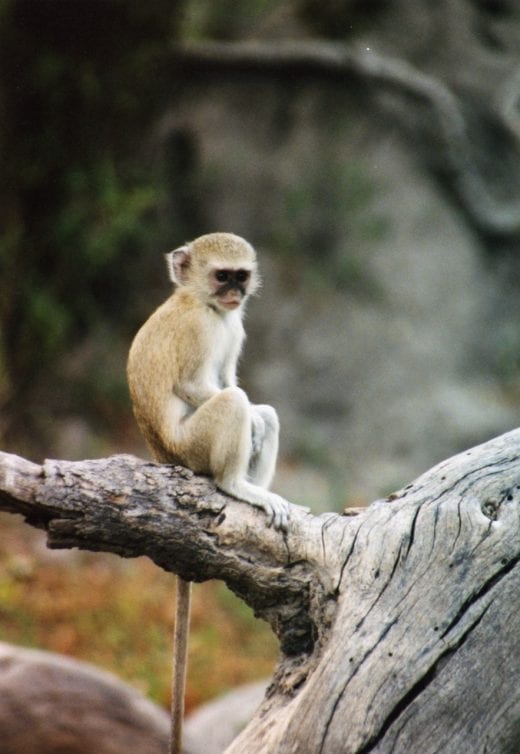 monkey, south africa © dan ilves