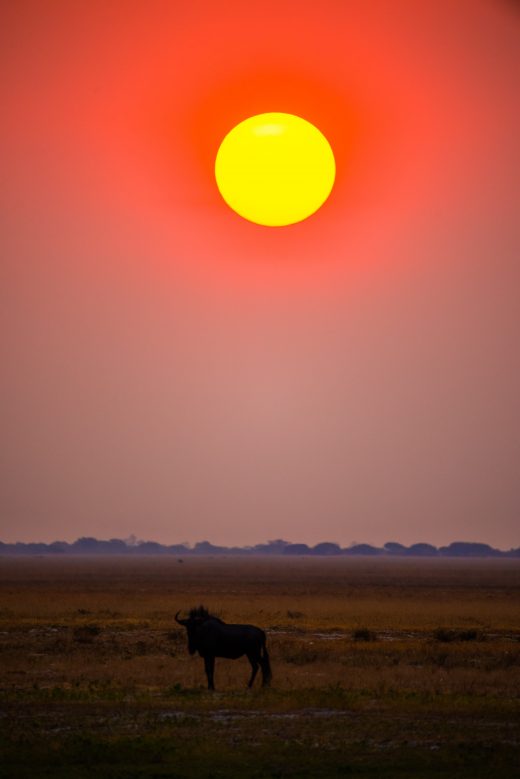 Zambian sunset, Photo by Birger Strahl on Unsplash