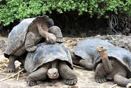 Galapagos tortoise, Ecuador